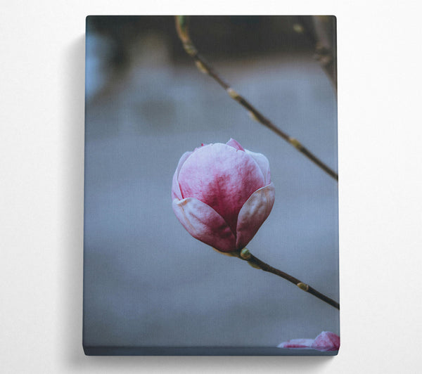 Pink Magnolia Bloom