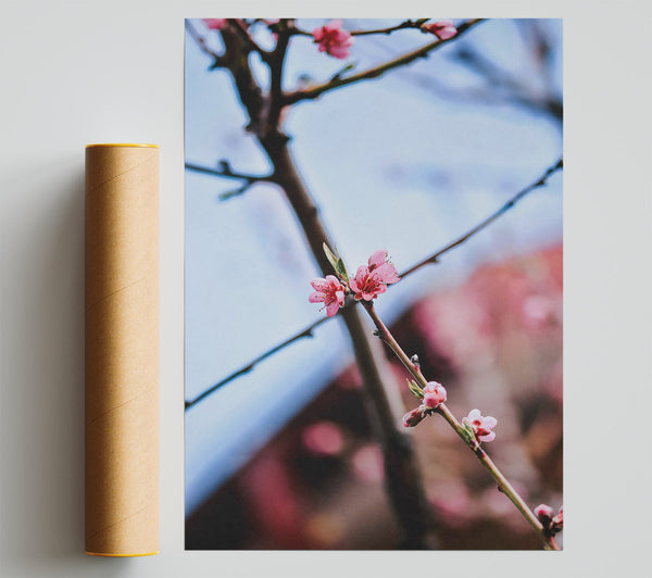 Pink Blossoms On Branch