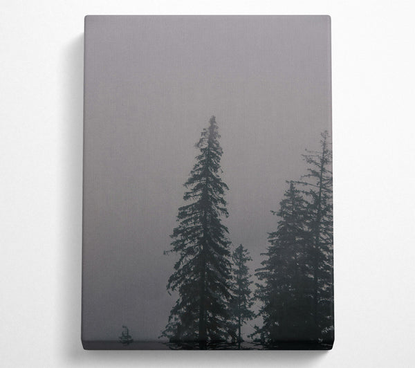 Gray Foggy Forest