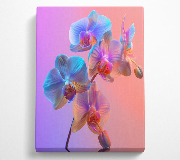 Orchid Blues And Purples