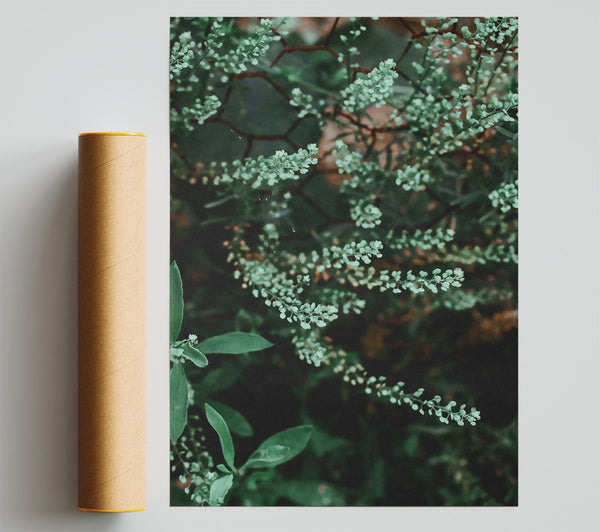 Green Blooms On Wire