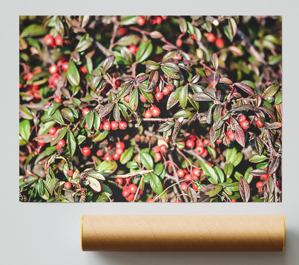 Red Berries And Green Leaves