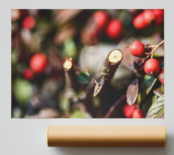 Red Berries & Branch Cut