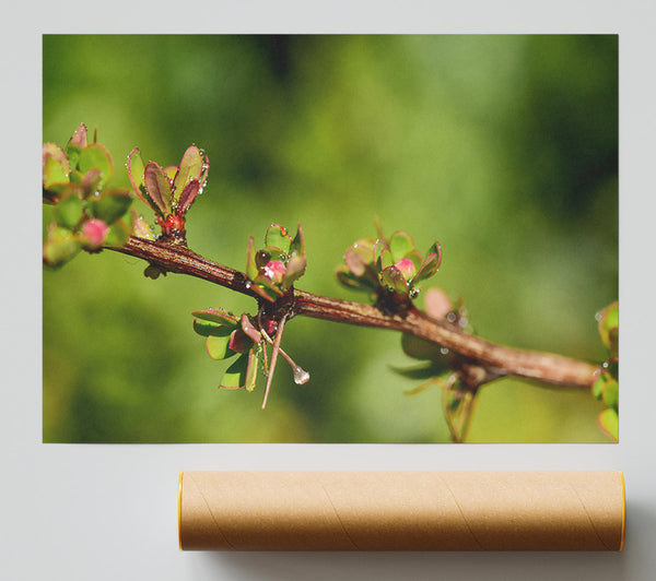 Green Branch Dewdrop