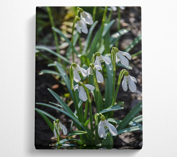 Green Snowdrop Meadow