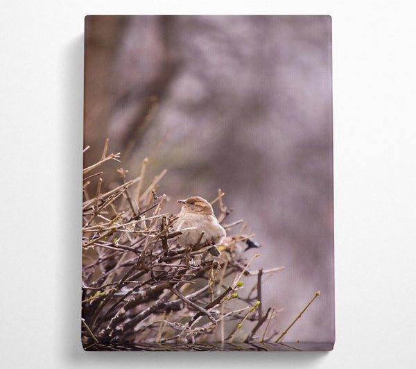 Brown Bird On Branches