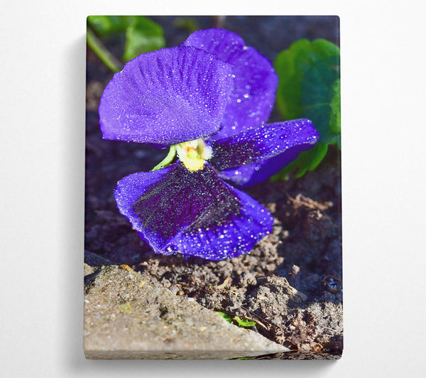 Purple Flower Dewdrops