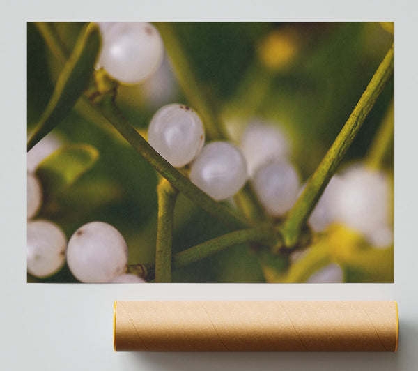 White Winter Berries