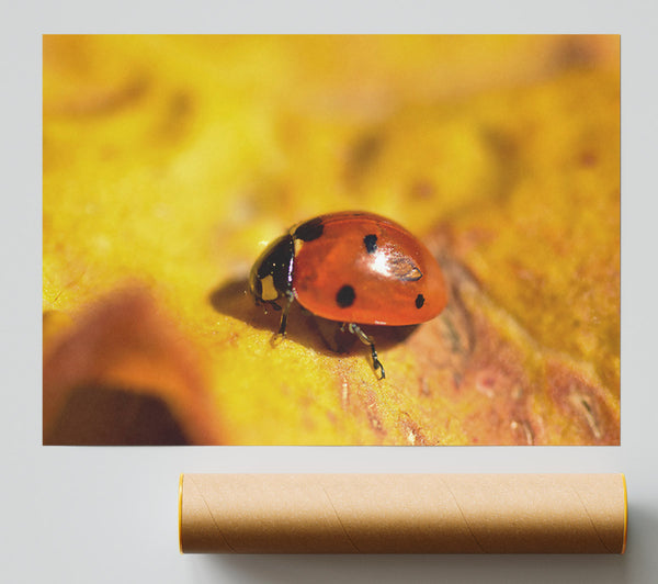 Golden Ladybug Stroll