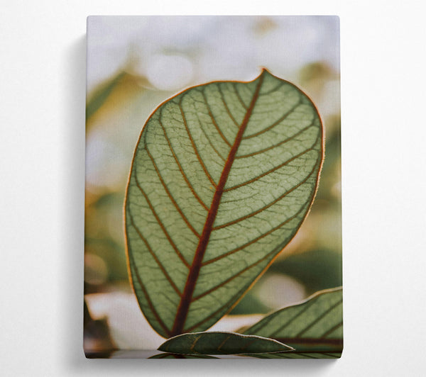 Green Veined Leaf