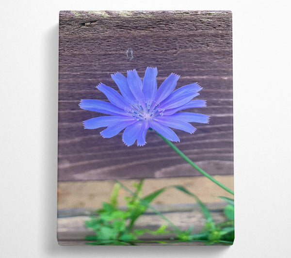 Blue Flower Bloom