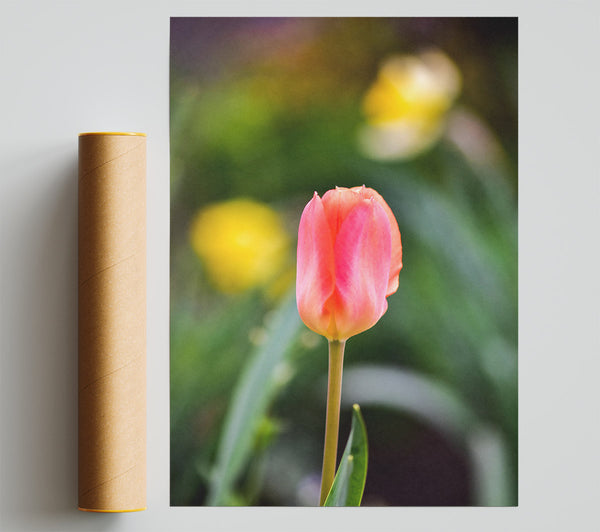 Blushing Pink Tulip Bloom