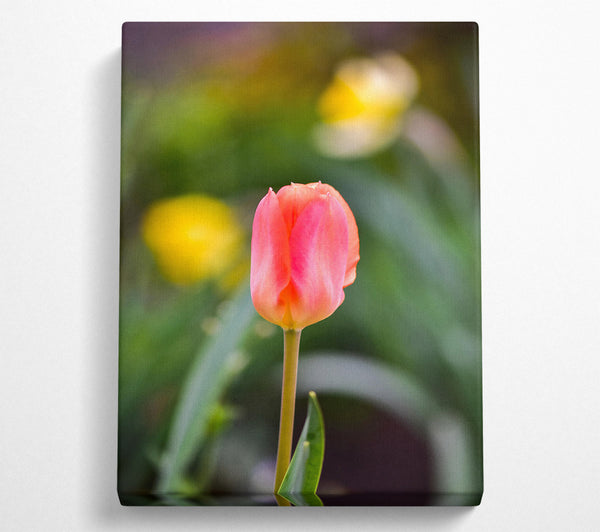 Blushing Pink Tulip Bloom