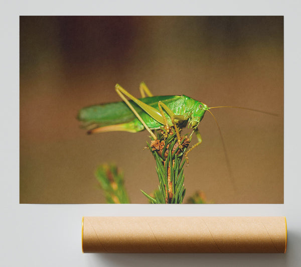 Emerald Grasshopper Perch