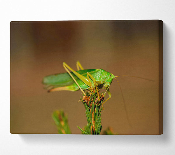 Emerald Grasshopper Perch