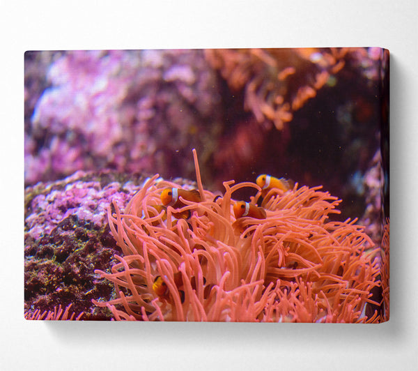 Coral Reef Orange