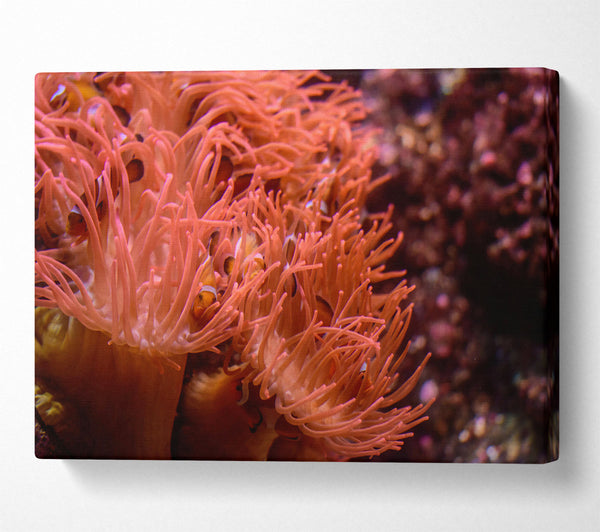 Coral Reef Embrace