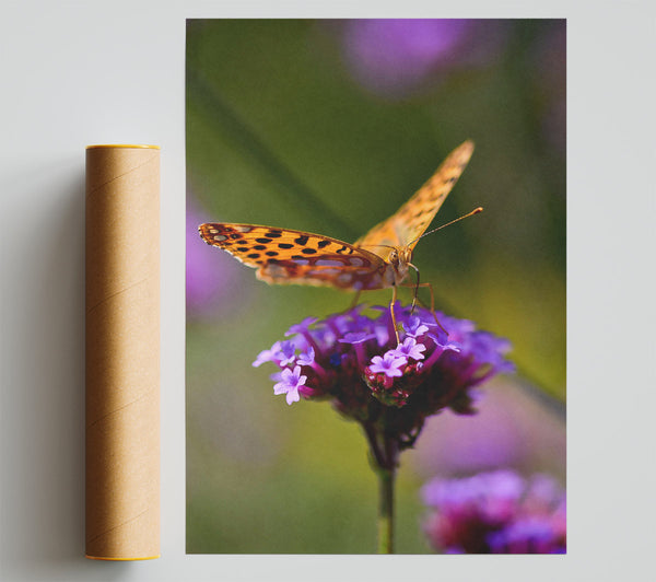 Orange Butterfly On Purple Blooms