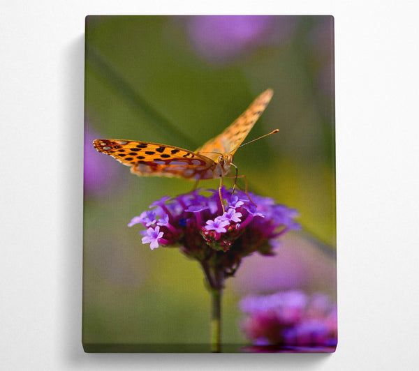 Orange Butterfly On Purple Blooms