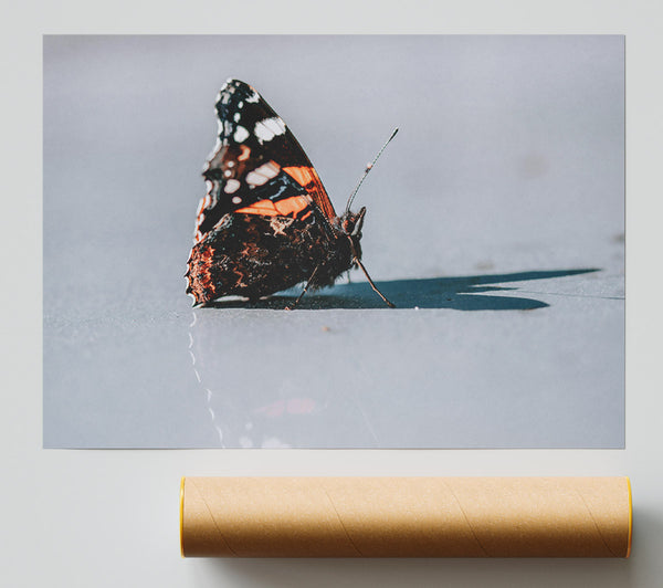 Orange Butterfly Reflection