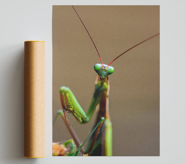 Green Mantis Stare