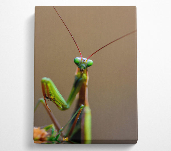 Green Mantis Stare