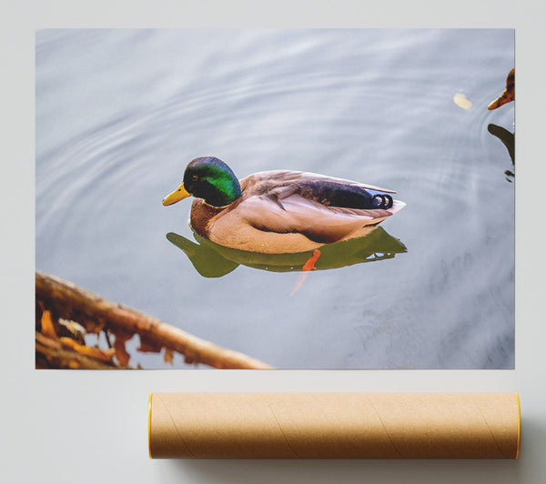 Green Duck In Water