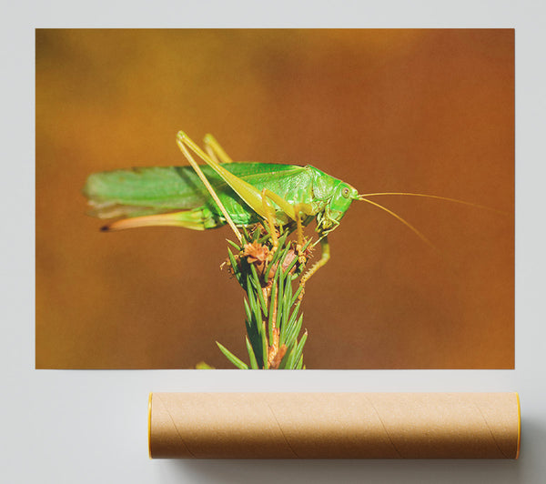 Green Grasshopper On Branch