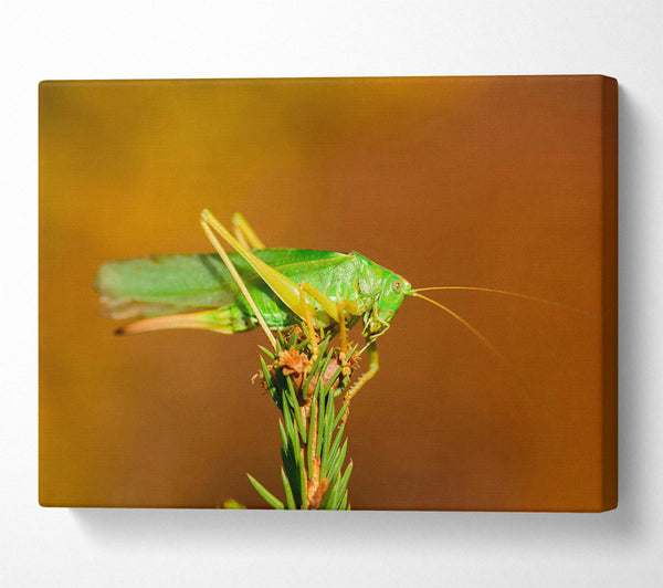 Green Grasshopper On Branch