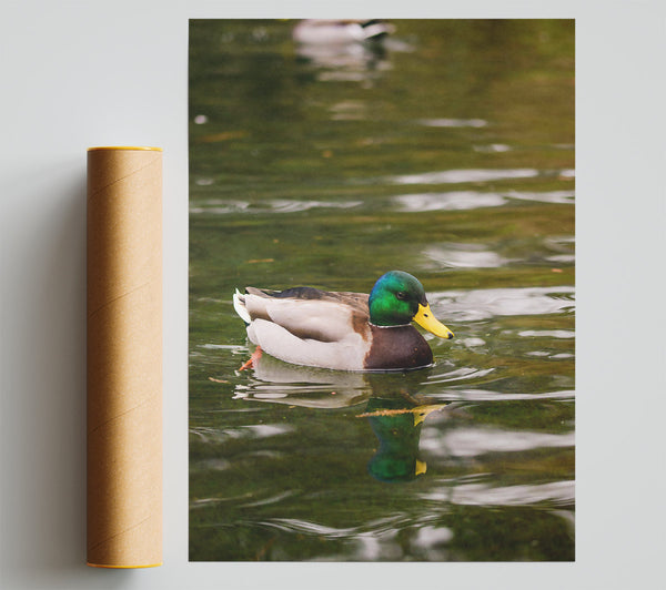 Green Duck On Water