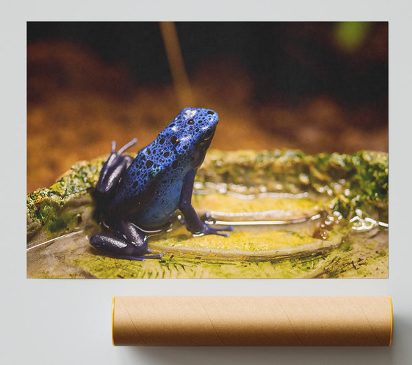 Azure Frog Pondside