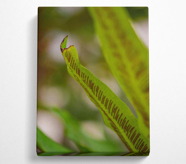 Green Fern Detail.