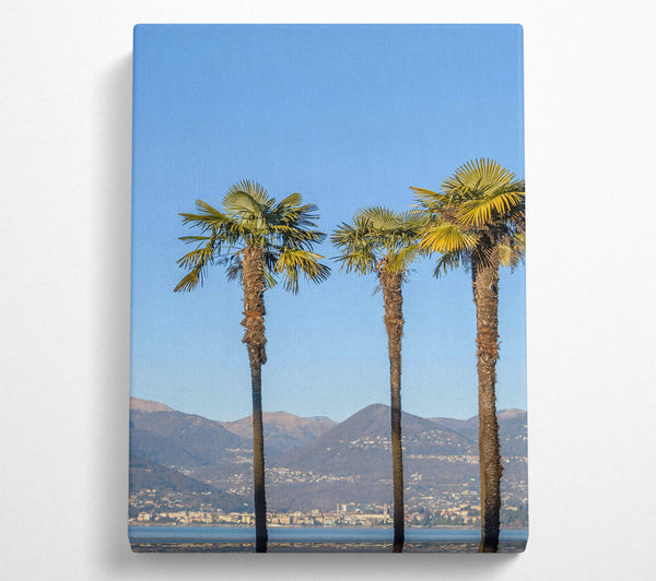 Blue Sky Palm Trees