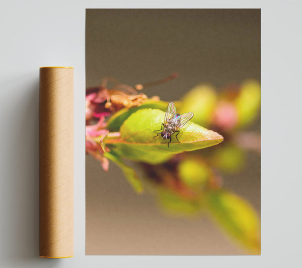 Green Fly On Leaf