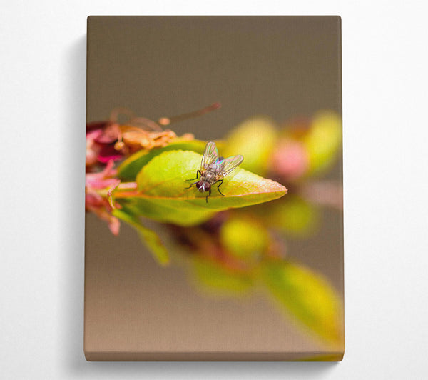 Green Fly On Leaf