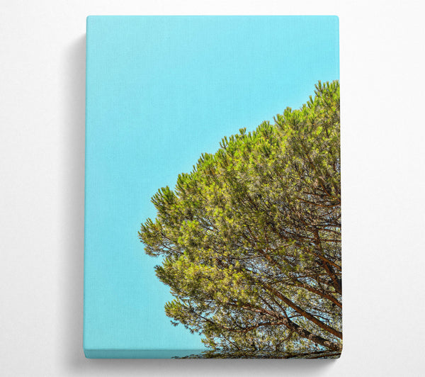 Azure Pine Canopy