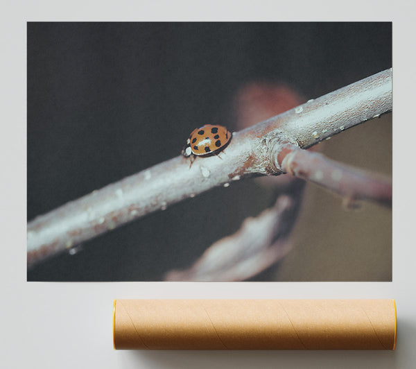 Orange Ladybug Branch