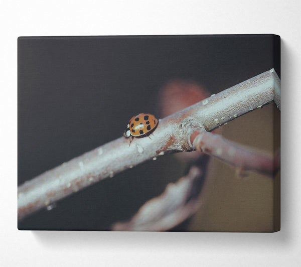 Orange Ladybug Branch