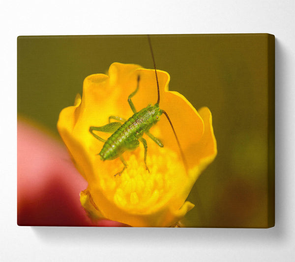 Green On Yellow Flower