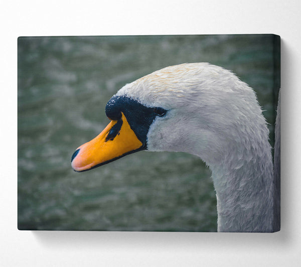 Orange Beak Swan