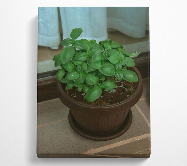 Brown Potted Basil.