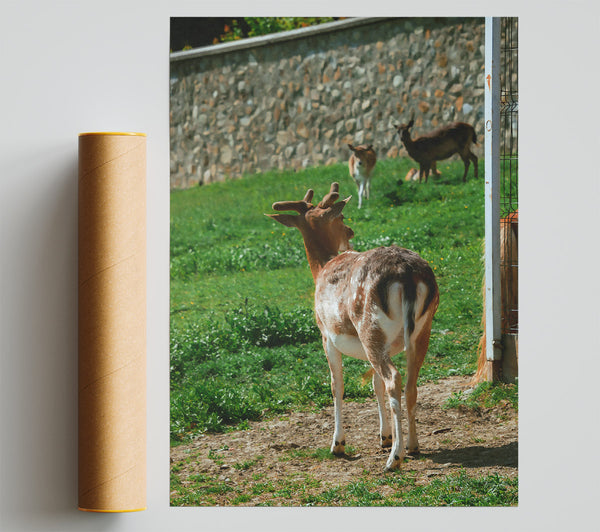 Brown Fawn And Fence