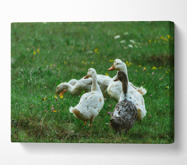 White Ducks In Green Grass