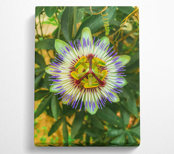 Purple Passion Flower Bloom