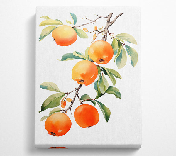 Persimmon Tree Watercolour