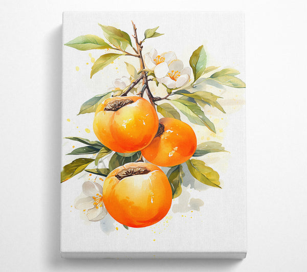 Persimmon Watercolour