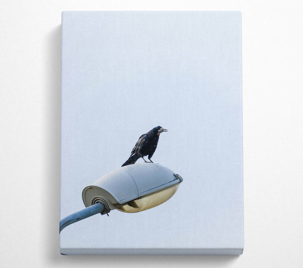 Black Crow On White Light