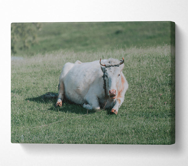 White Cow In Meadow