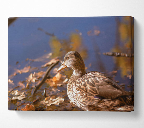 Brown Duck In Autumn