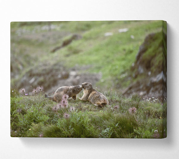 Green Meadow Marmots